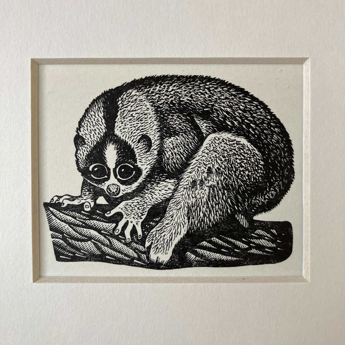 1960s Slow Loris Mounted Print ~ 8 x 6"