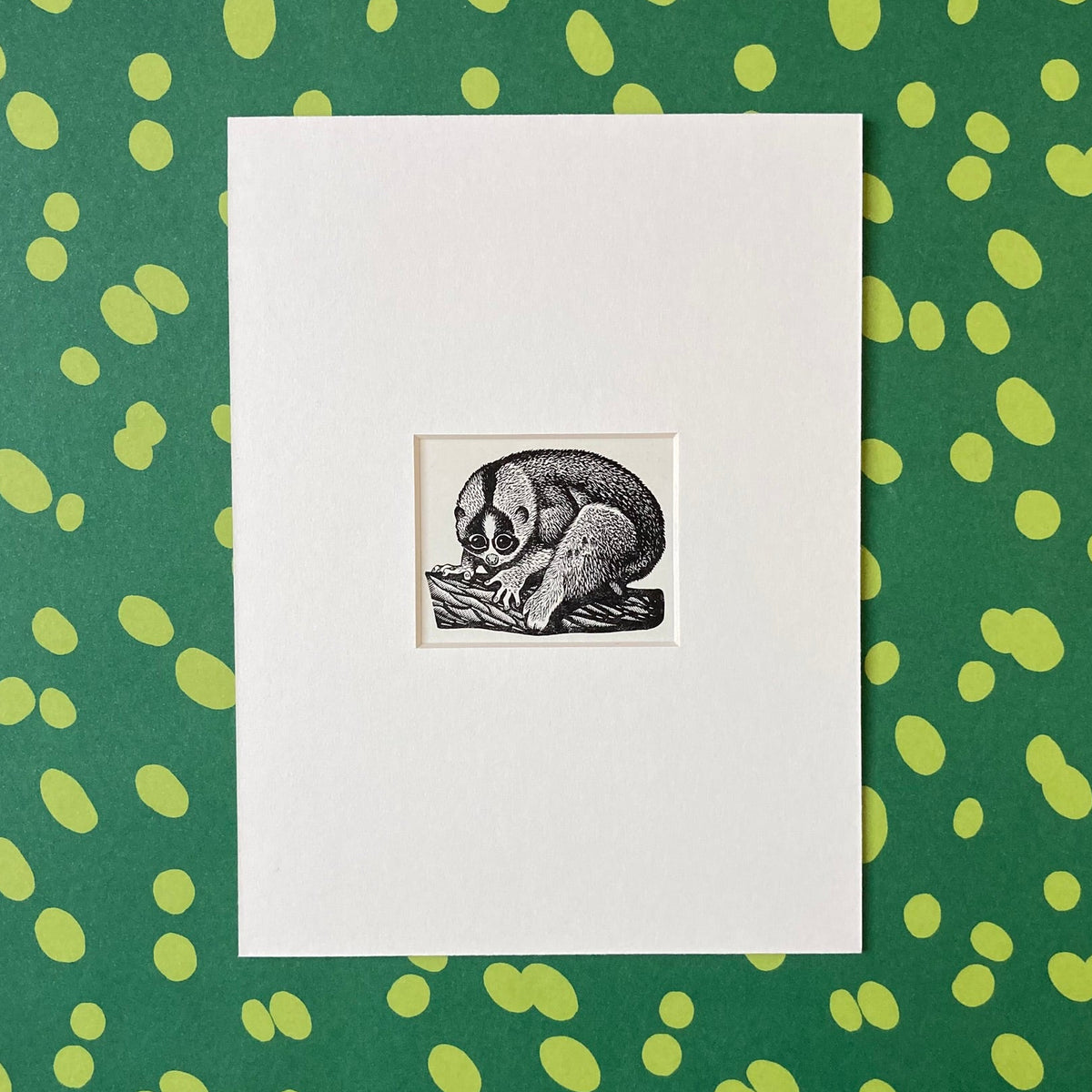 1960s Slow Loris Mounted Print ~ 8 x 6"