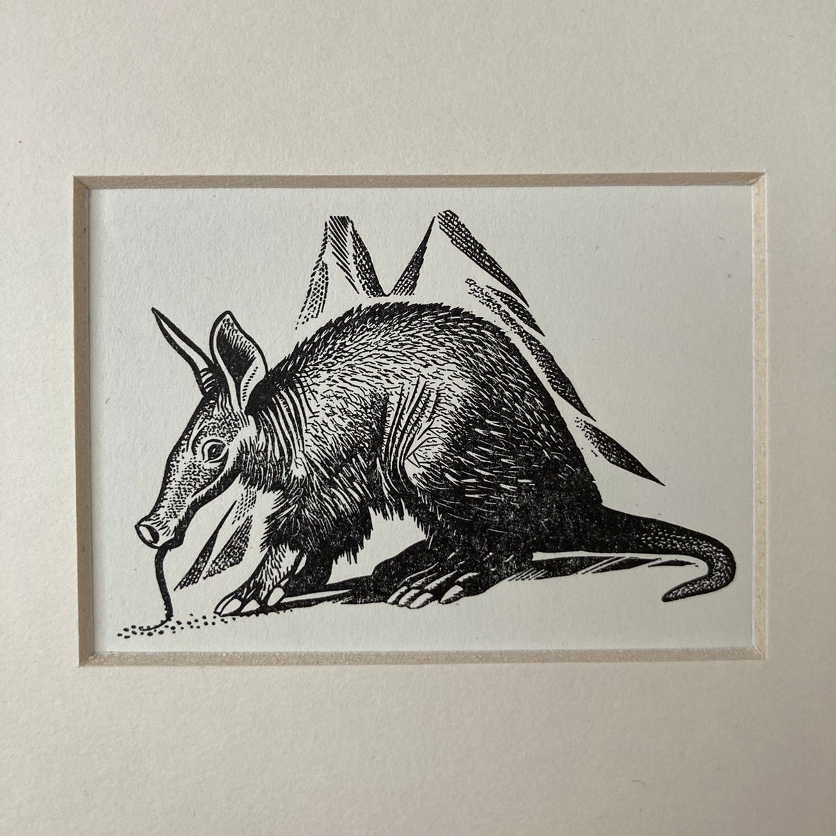 1960s Anteater Mounted Print ~ 8 x 6"