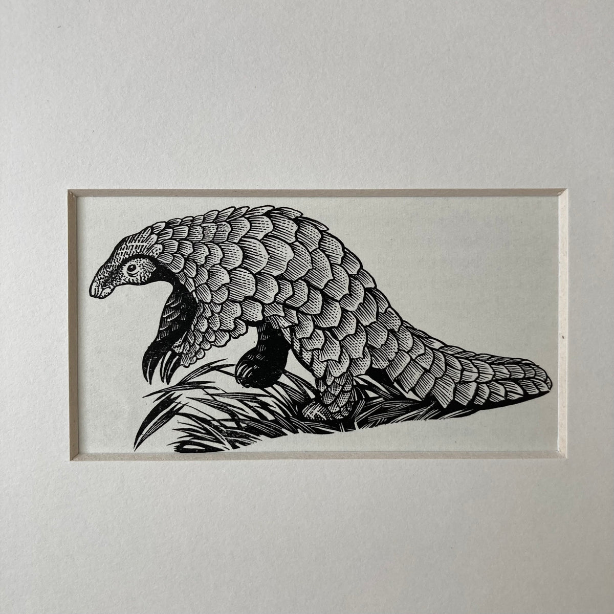 1960s Pangolin Mounted Print ~ 8 x 6"
