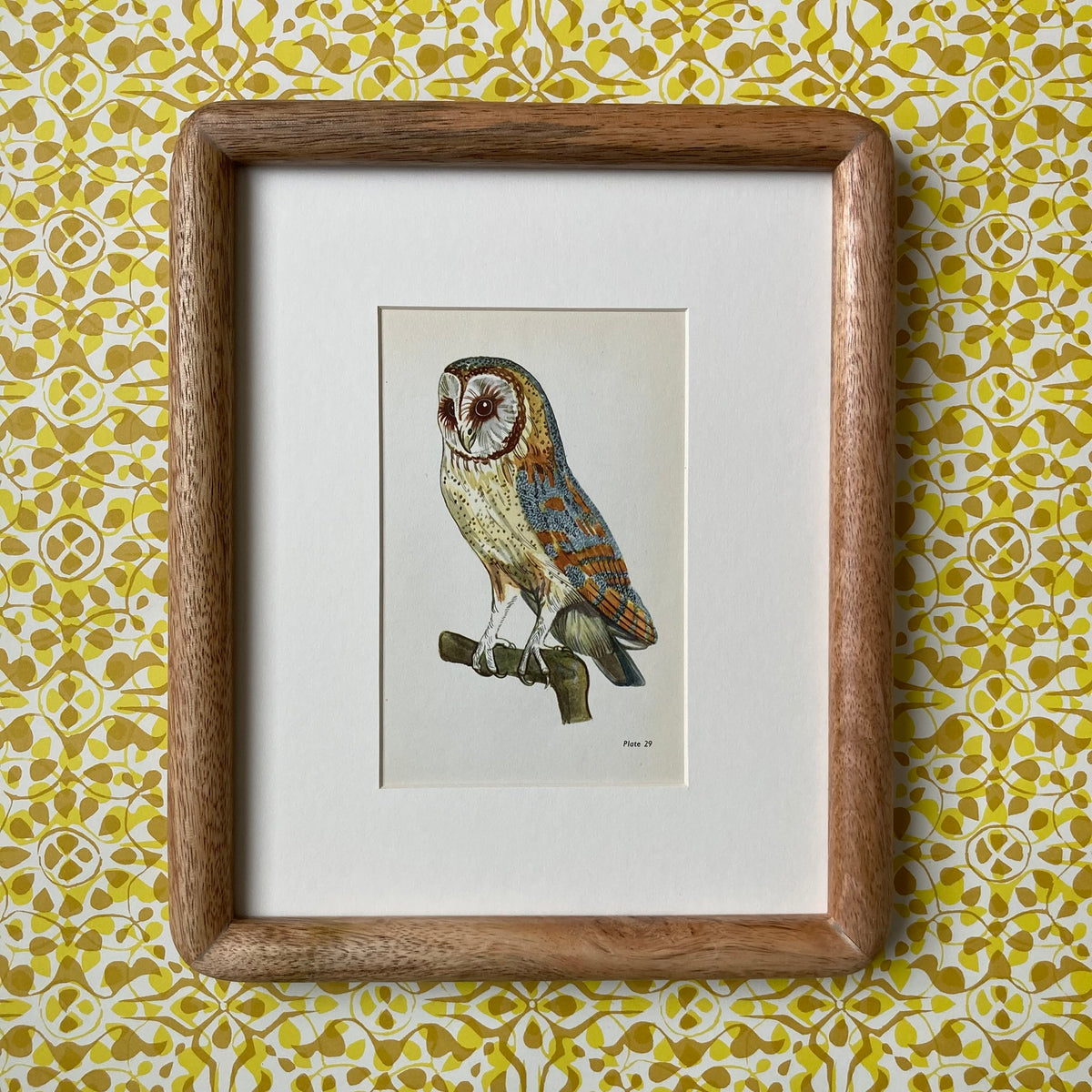 1960s Barn Owl Mounted Print ~ 8 x 10"