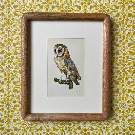 1960s Barn Owl Mounted Print ~ 8 x 10"