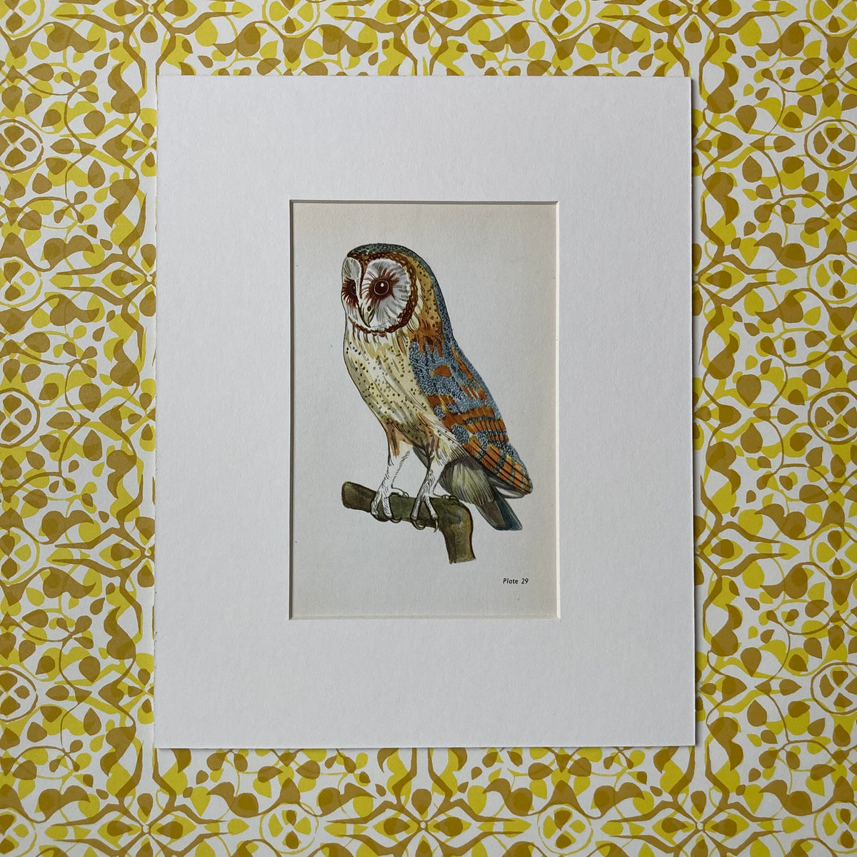1960s Barn Owl Mounted Print ~ 8 x 10"
