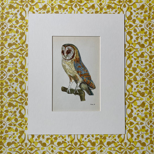 1960s Barn Owl Mounted Print ~ 8 x 10"