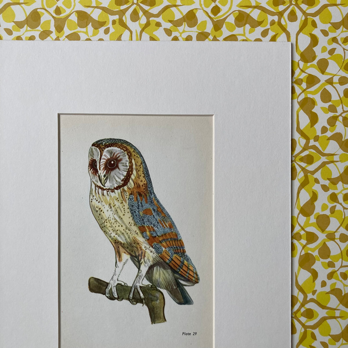1960s Barn Owl Mounted Print ~ 8 x 10"