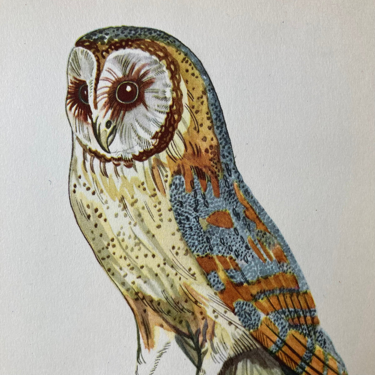 1960s Barn Owl Mounted Print ~ 8 x 10"