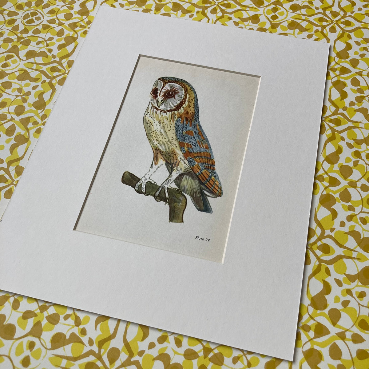1960s Barn Owl Mounted Print ~ 8 x 10"