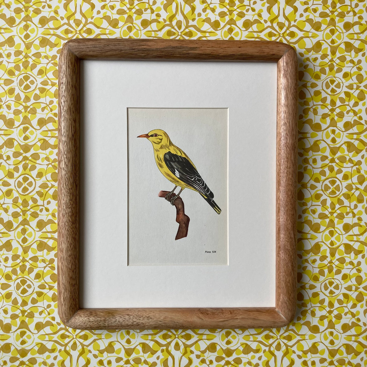1960s Golden Oriole Mounted Print ~ 8 x 10"