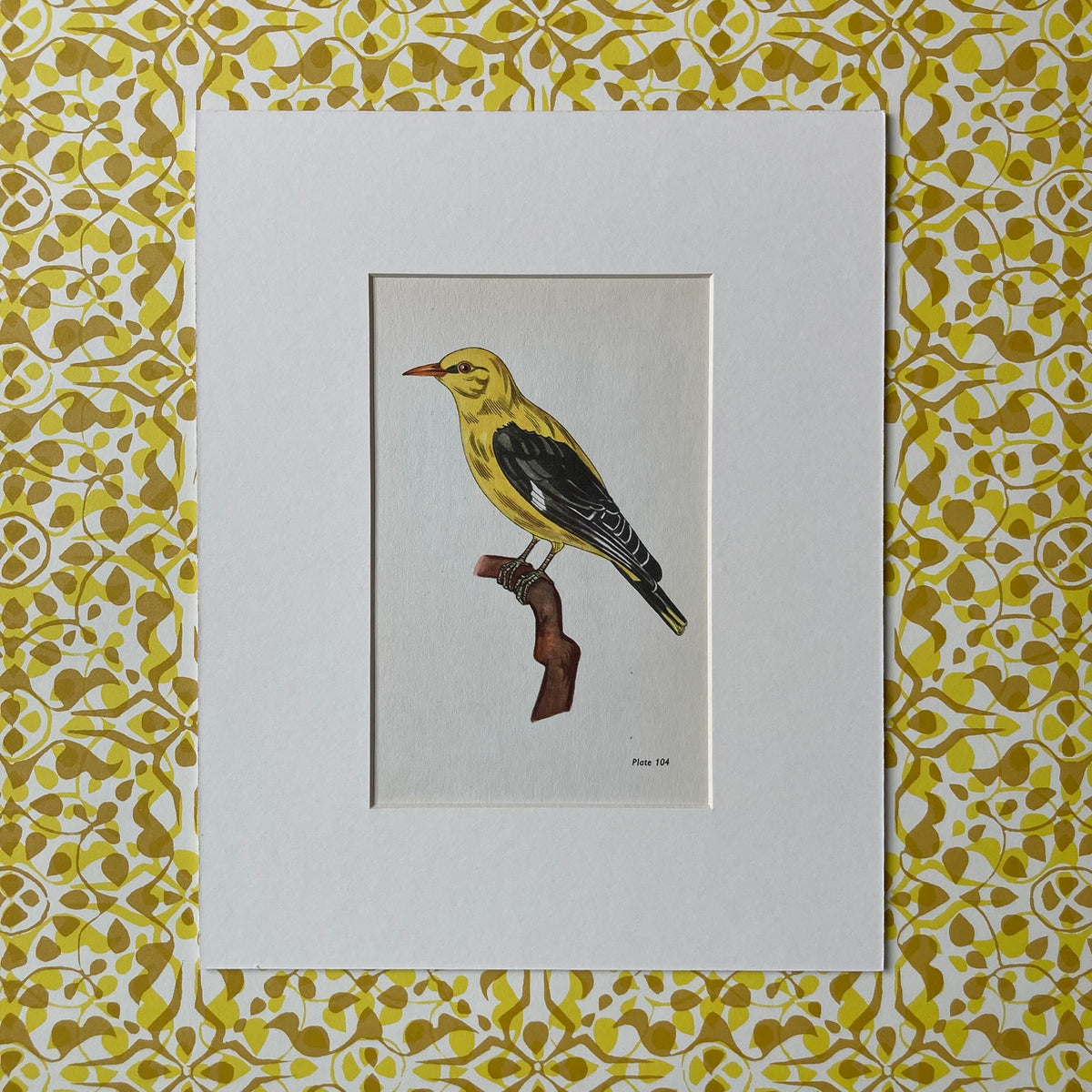 1960s Golden Oriole Mounted Print ~ 8 x 10"
