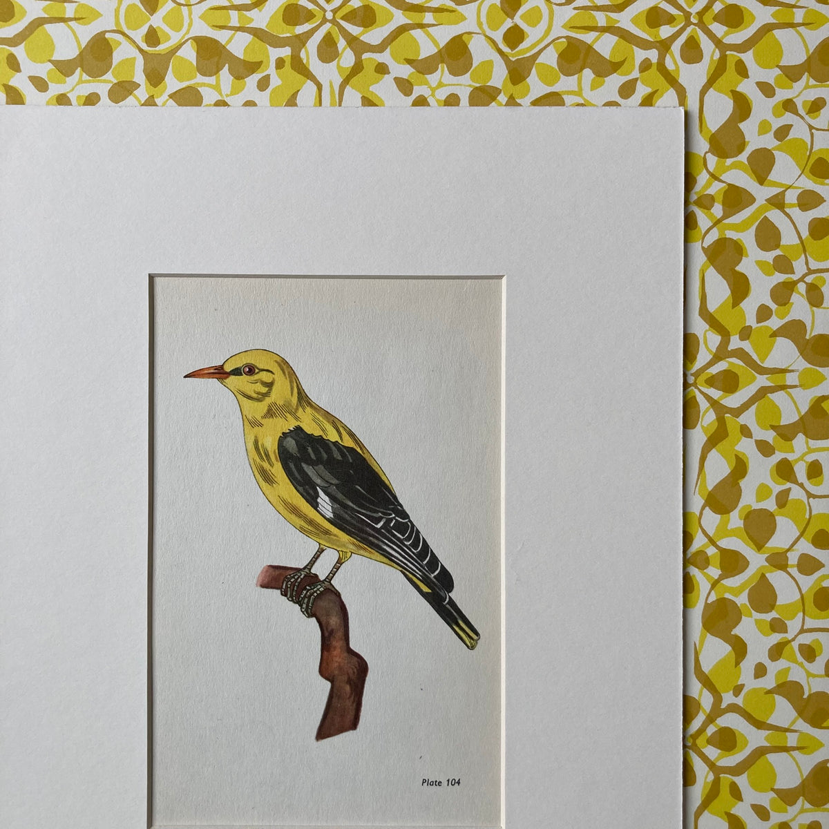 1960s Golden Oriole Mounted Print ~ 8 x 10"