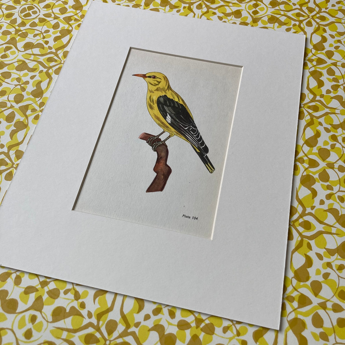 1960s Golden Oriole Mounted Print ~ 8 x 10"