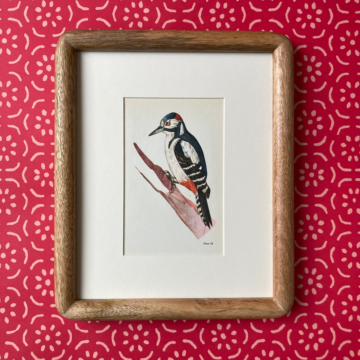 1960s Great Spotted Woodpecker Mounted Print ~ 8 x 10"