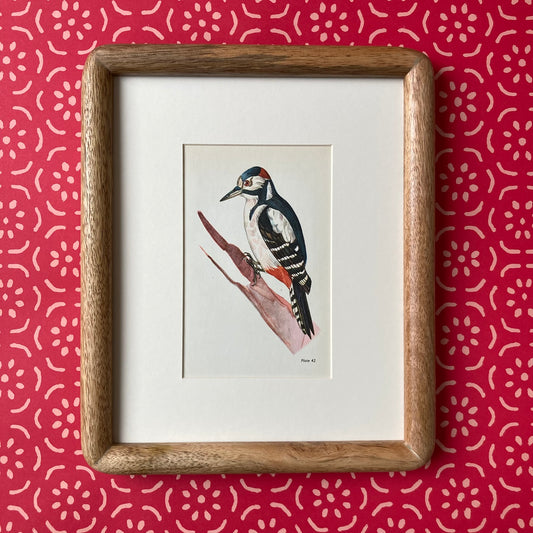 1960s Great Spotted Woodpecker Mounted Print ~ 8 x 10"