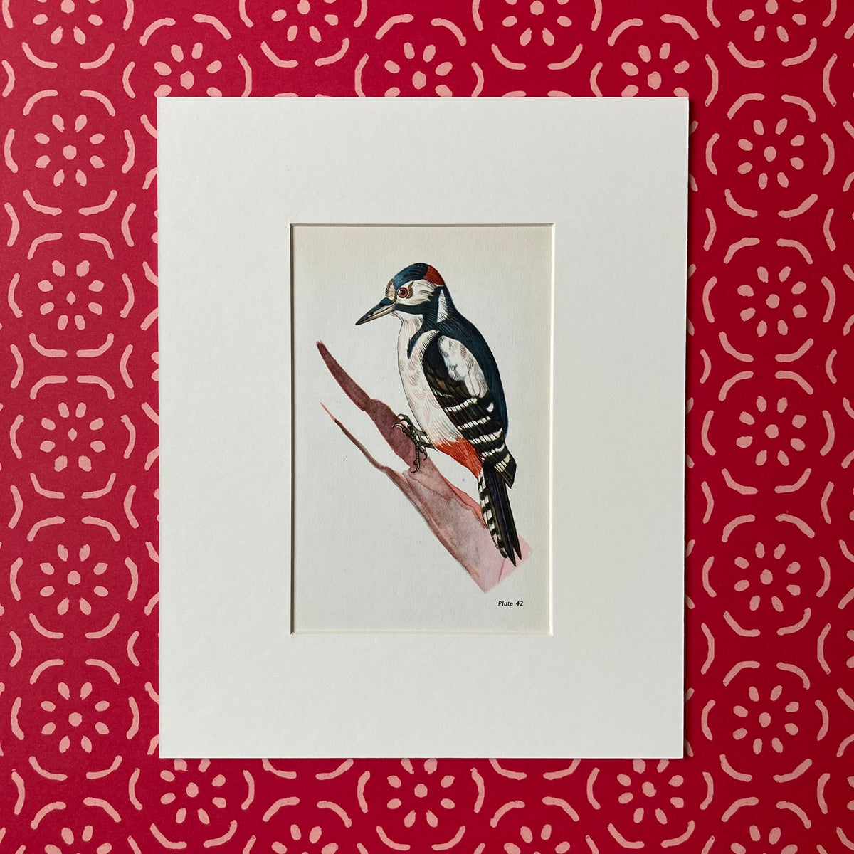 1960s Great Spotted Woodpecker Mounted Print ~ 8 x 10"