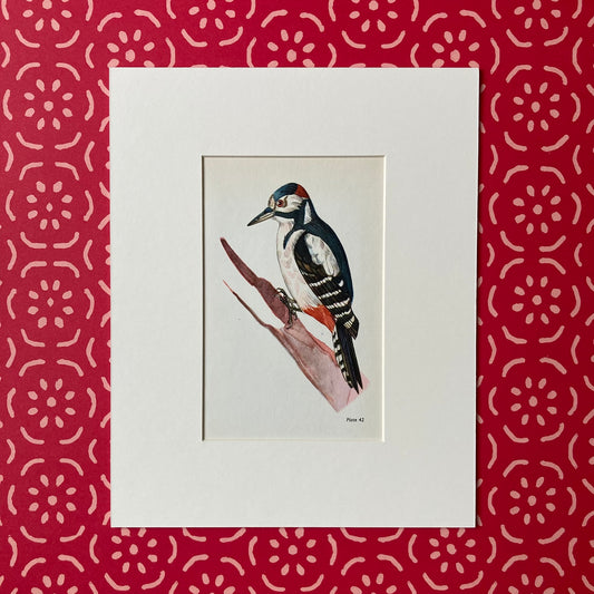 1960s Great Spotted Woodpecker Mounted Print ~ 8 x 10"