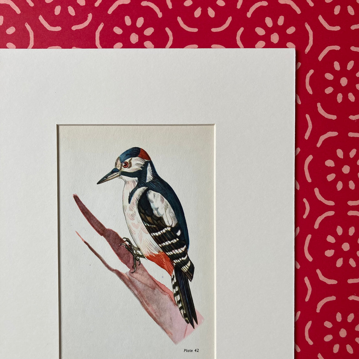 1960s Great Spotted Woodpecker Mounted Print ~ 8 x 10"