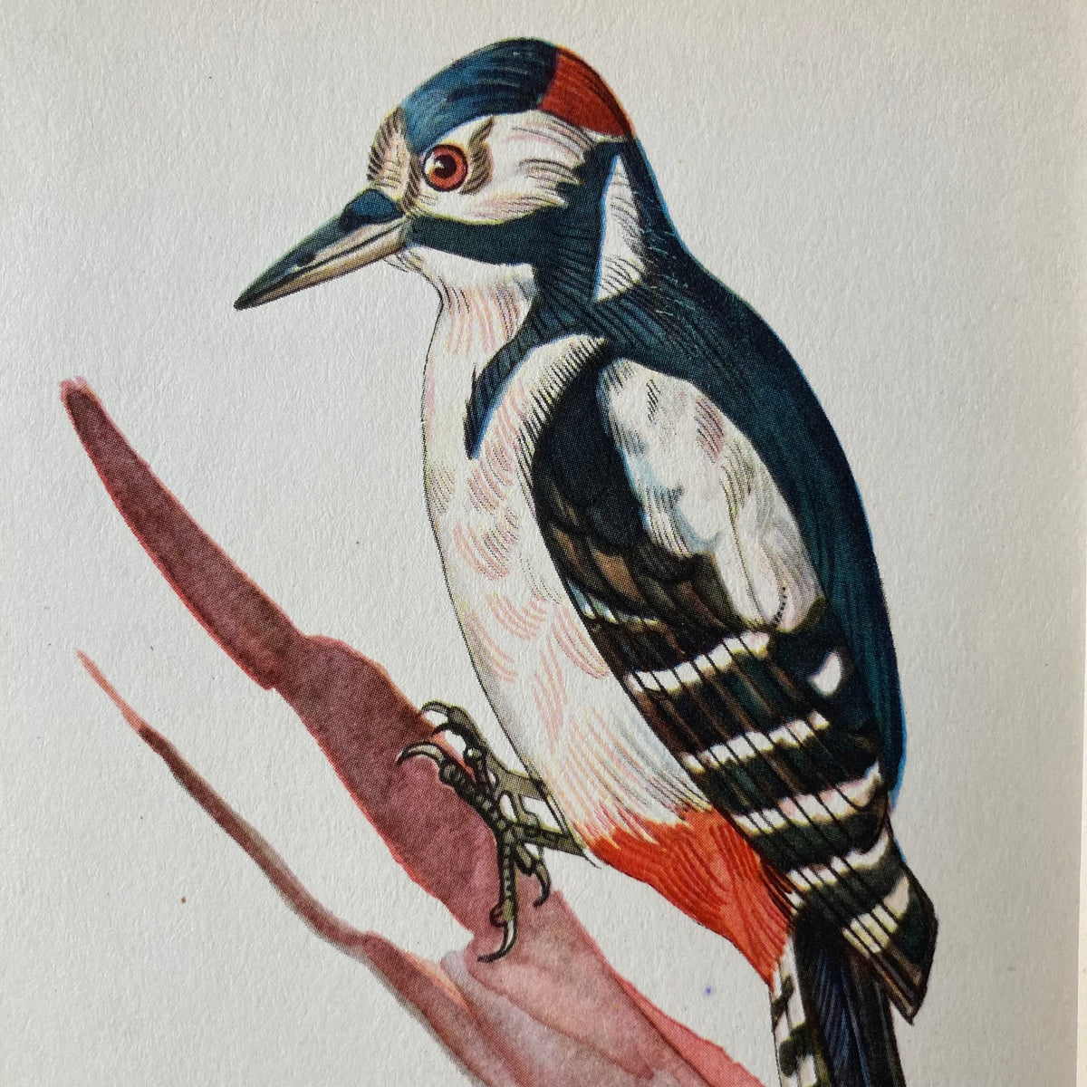 1960s Great Spotted Woodpecker Mounted Print ~ 8 x 10"