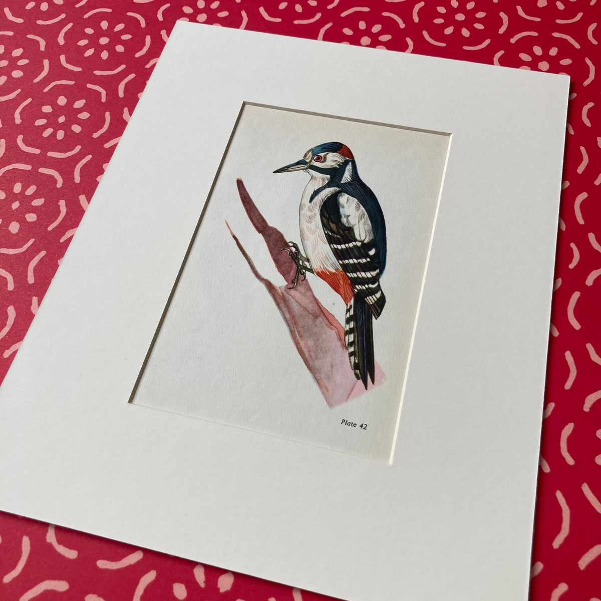 1960s Great Spotted Woodpecker Mounted Print ~ 8 x 10"