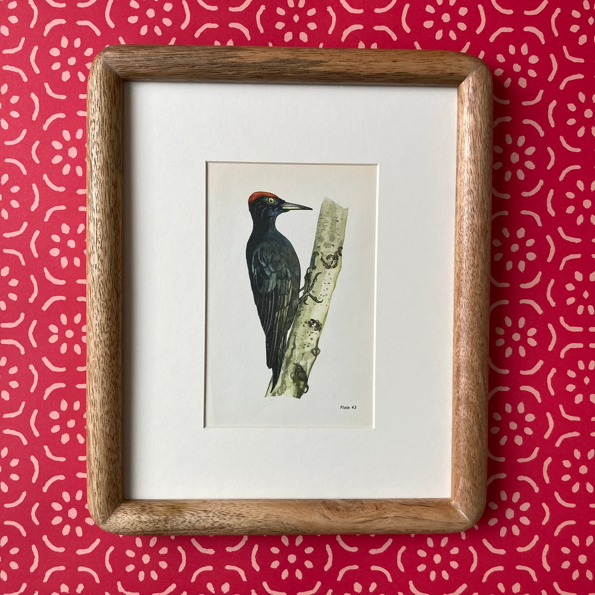 1960s Black Woodpecker Mounted Print ~ 8 x 10"