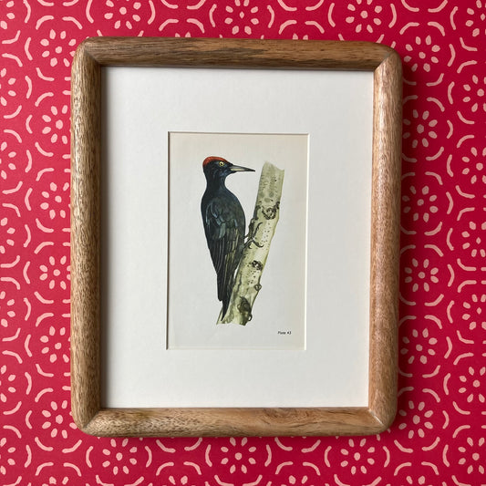 1960s Black Woodpecker Mounted Print ~ 8 x 10"