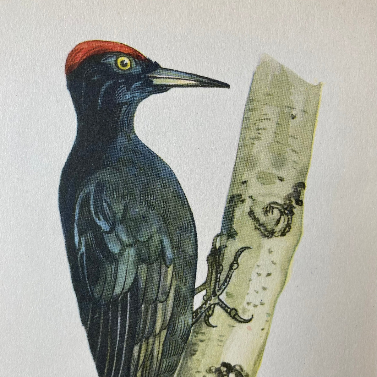 1960s Black Woodpecker Mounted Print ~ 8 x 10"