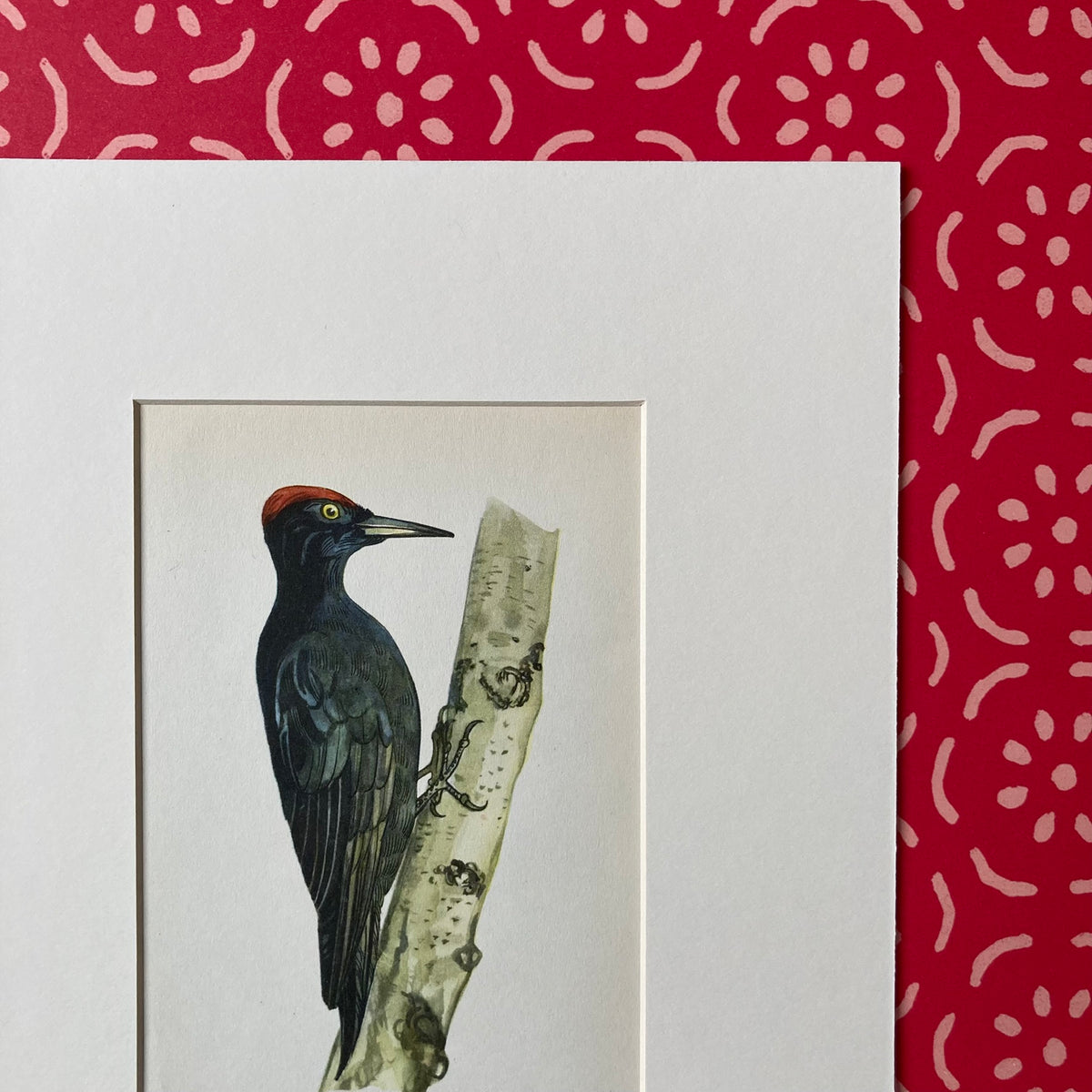 1960s Black Woodpecker Mounted Print ~ 8 x 10"