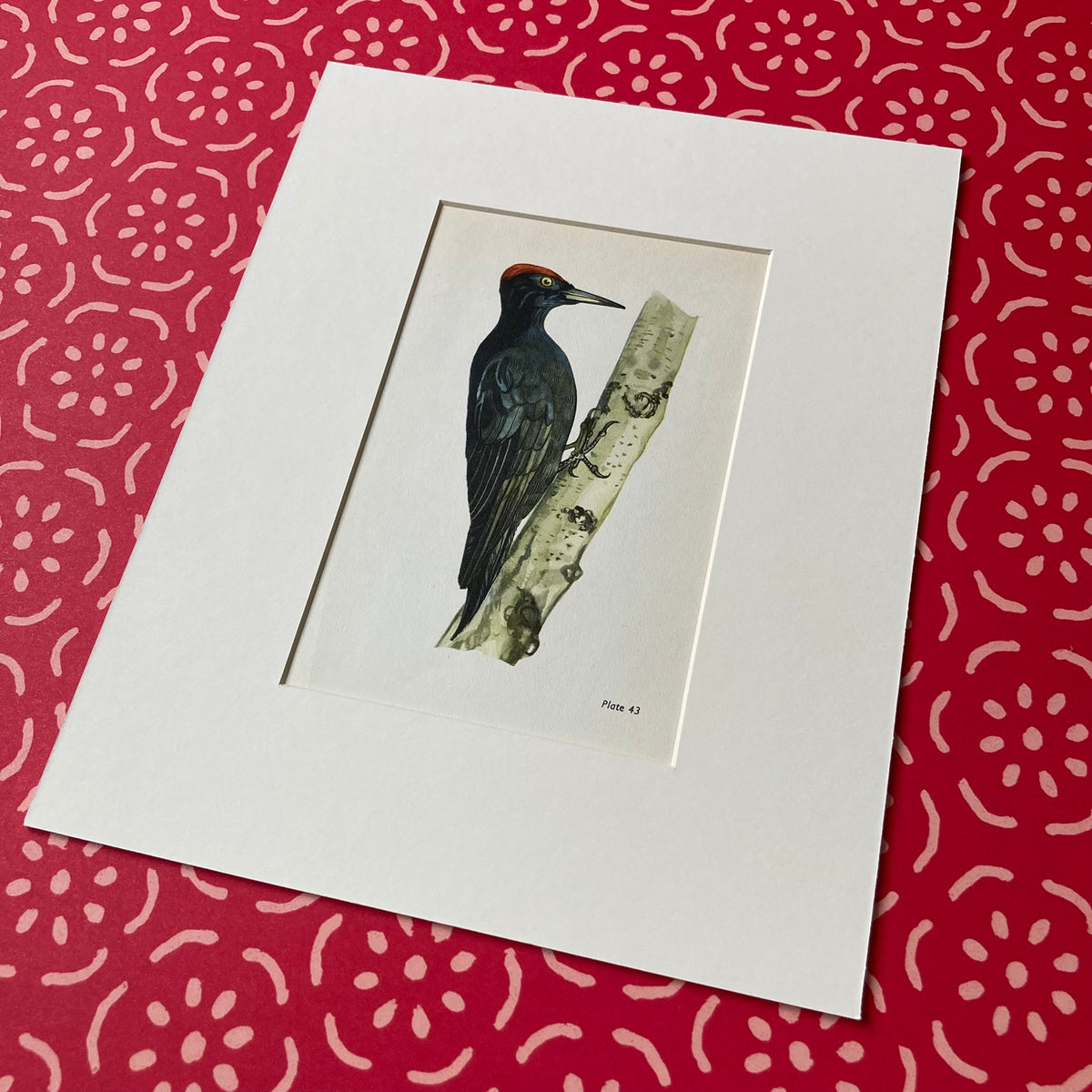 1960s Black Woodpecker Mounted Print ~ 8 x 10"