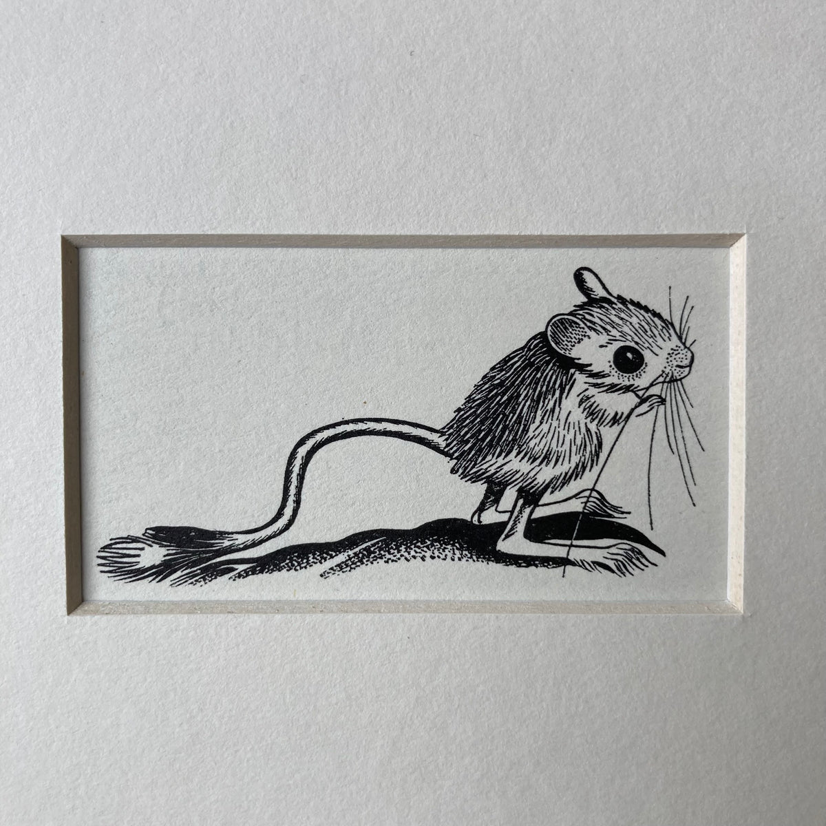 1960s Jerboa Mounted Print ~ 8 x 6"