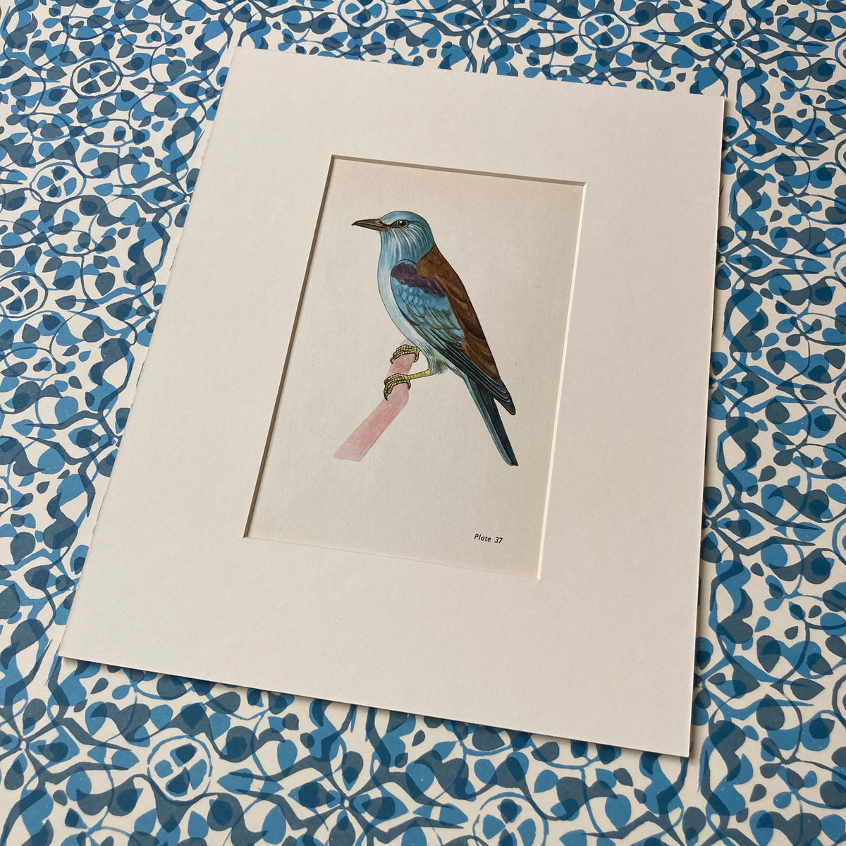 1960s Blue Roller Mounted Print ~ 8 x 10"