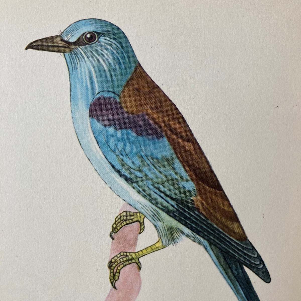 1960s Blue Roller Mounted Print ~ 8 x 10"