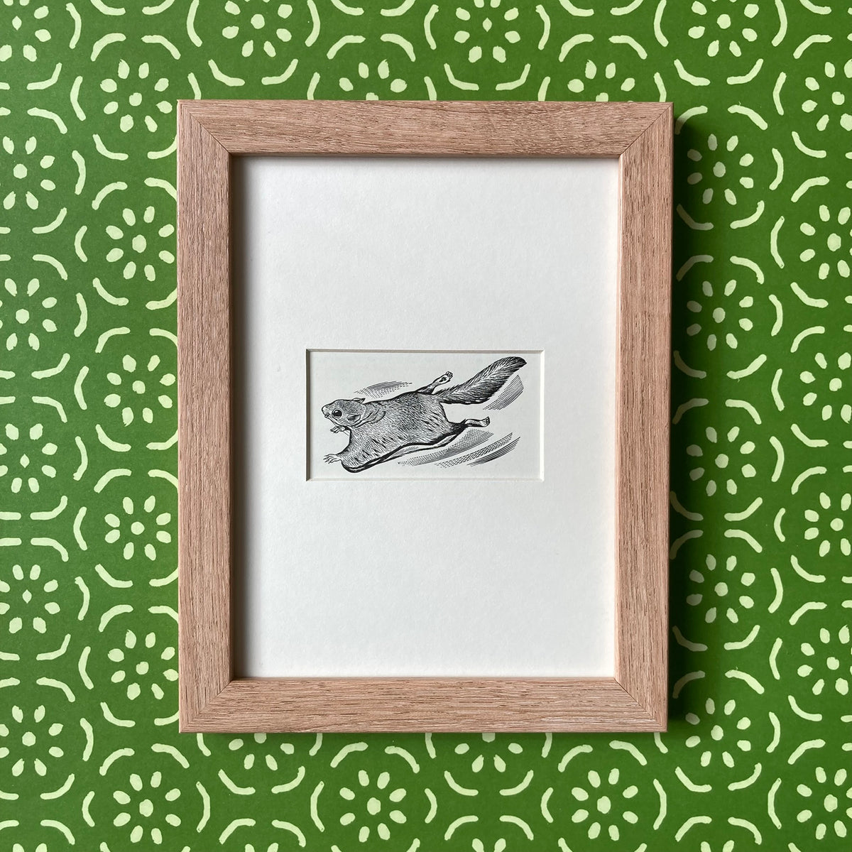 1960s Flying Squirrel Mounted Print ~ 8 x 6"