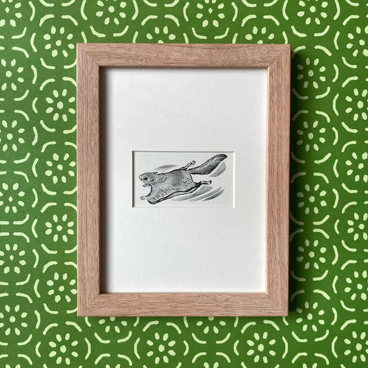1960s Flying Squirrel Mounted Print ~ 8 x 6"