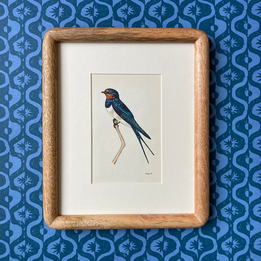 1960s Swallow Mounted Print ~ 8 x 10"
