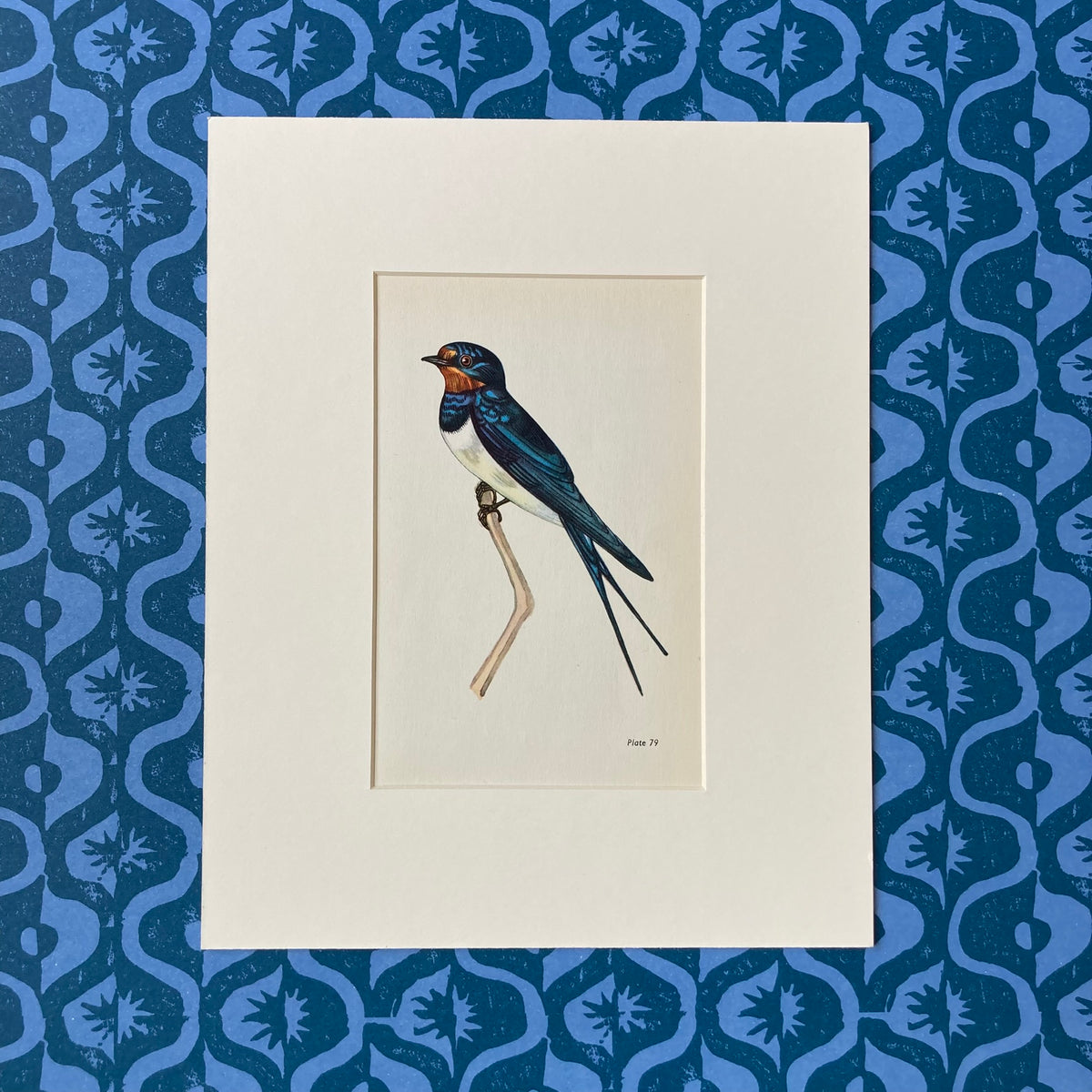 1960s Swallow Mounted Print ~ 8 x 10"