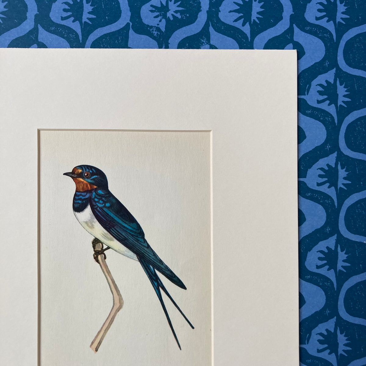 1960s Swallow Mounted Print ~ 8 x 10"