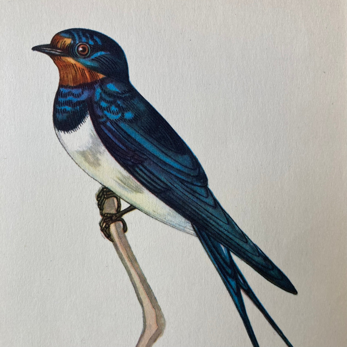1960s Swallow Mounted Print ~ 8 x 10"