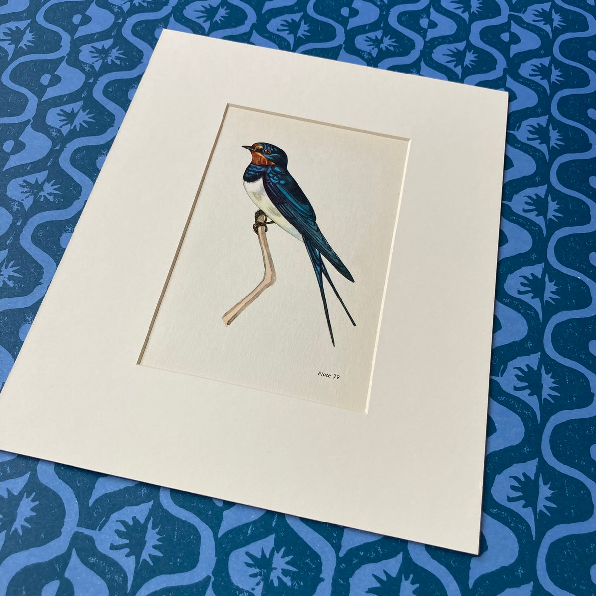 1960s Swallow Mounted Print ~ 8 x 10"