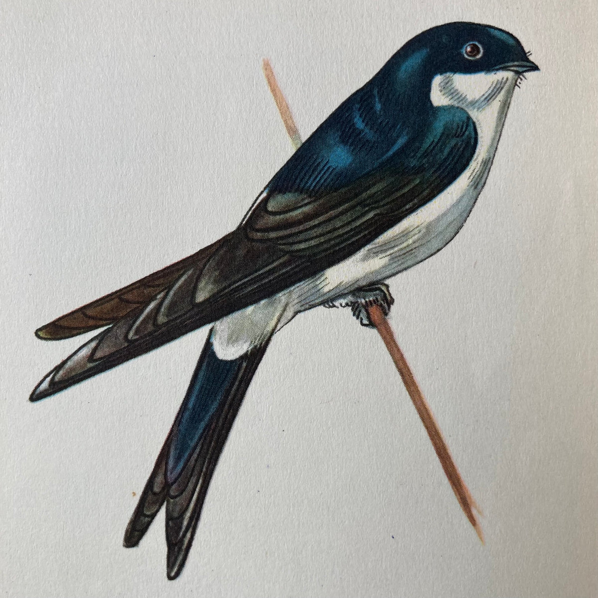 1960s House Martin Mounted Print ~ 10 x 12"