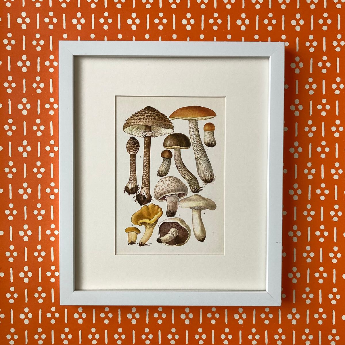 1970s Mushrooms Mounted Print ~ 10 x 12"