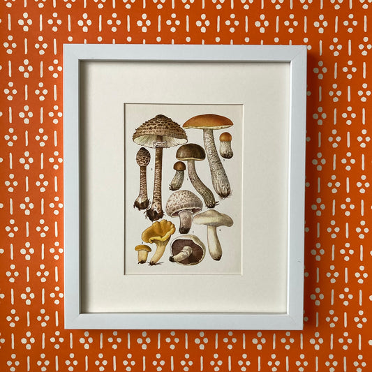 1970s Mushrooms Mounted Print ~ 10 x 12"