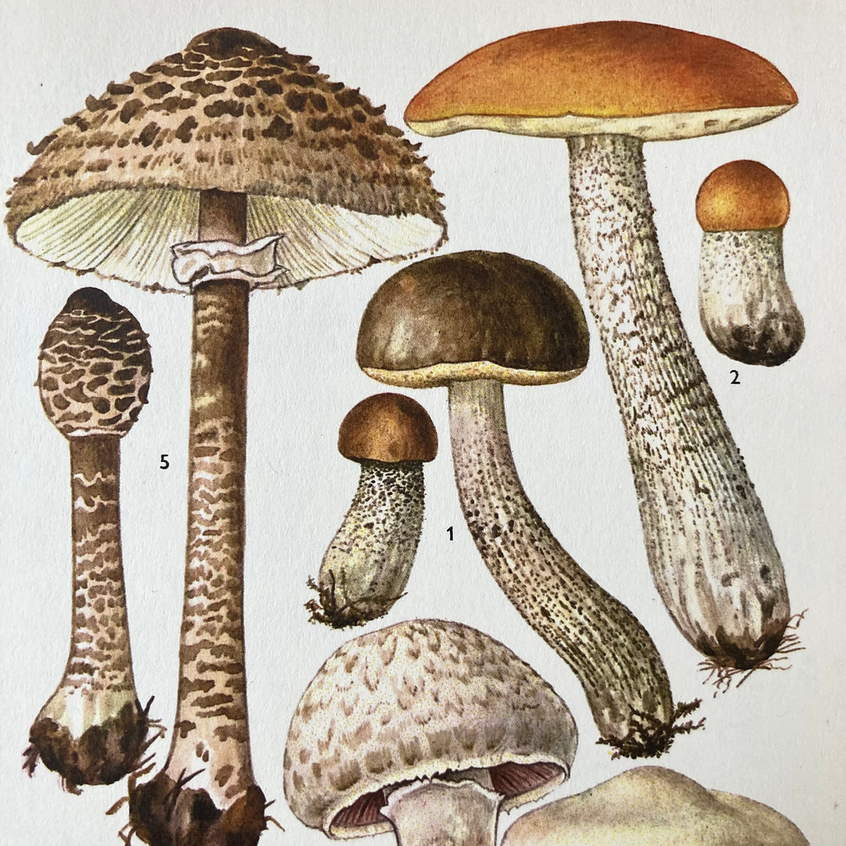 1970s Mushrooms Mounted Print ~ 10 x 12"