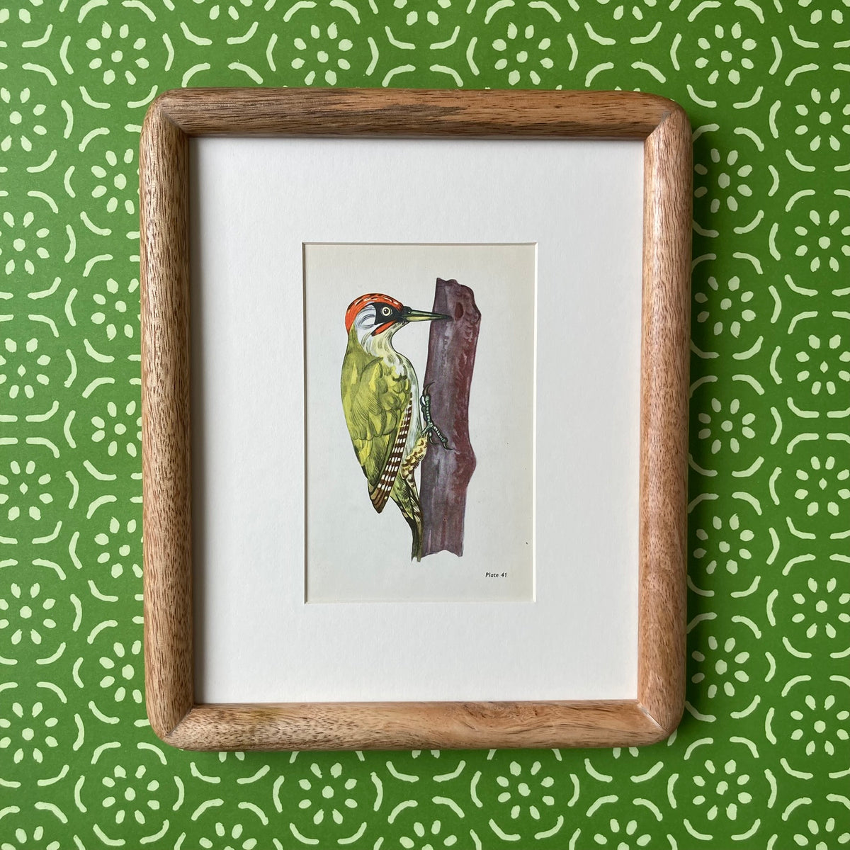 1960s Green Woodpecker Mounted Print ~ 8 x 10"