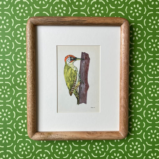 1960s Green Woodpecker Mounted Print ~ 8 x 10"