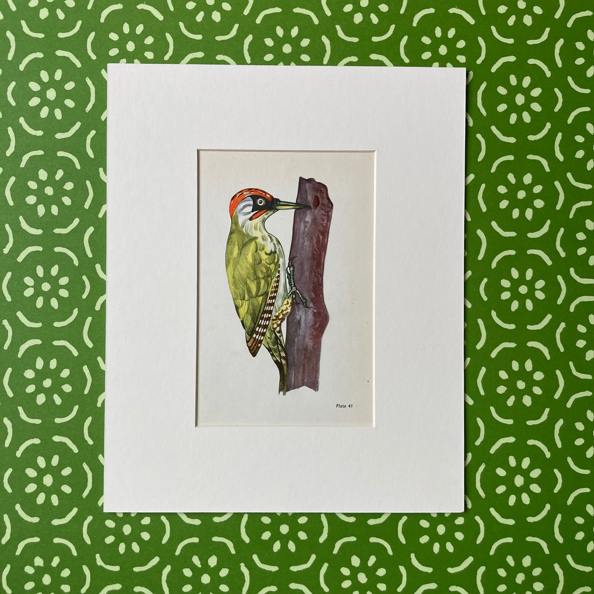 1960s Green Woodpecker Mounted Print ~ 8 x 10"