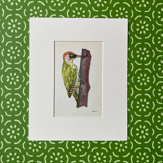 1960s Green Woodpecker Mounted Print ~ 8 x 10"