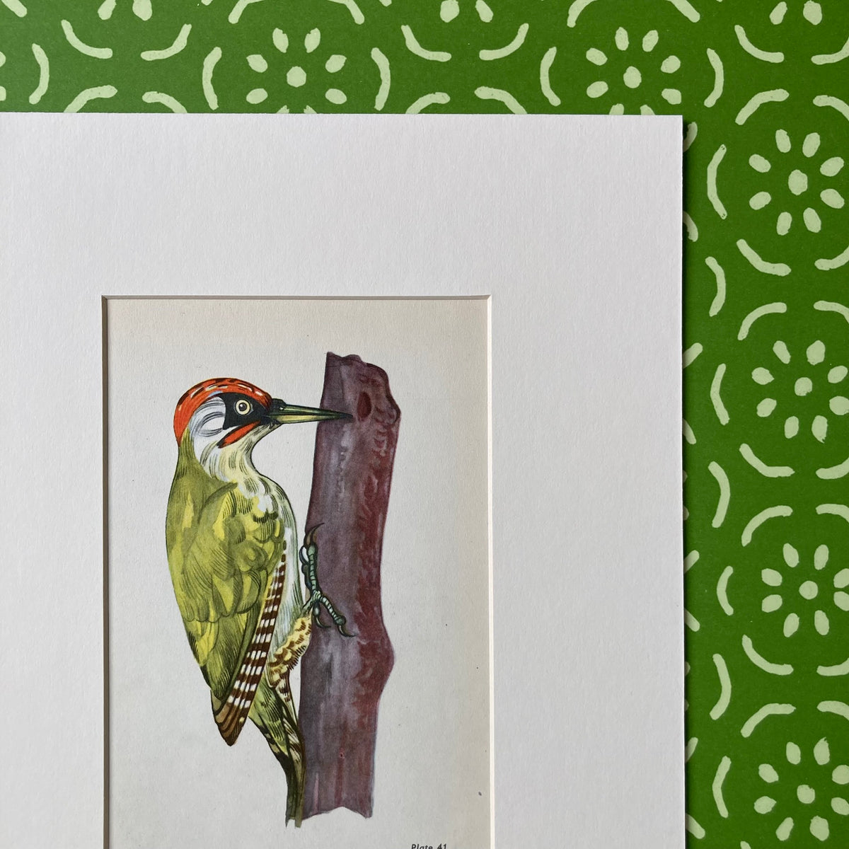 1960s Green Woodpecker Mounted Print ~ 8 x 10"