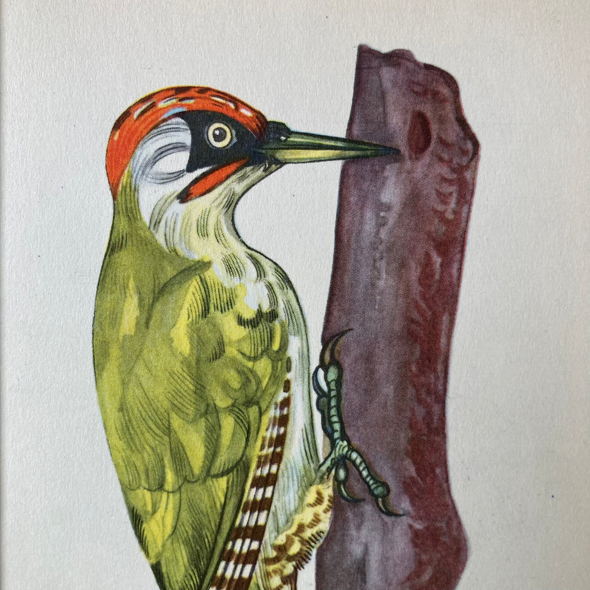 1960s Green Woodpecker Mounted Print ~ 8 x 10"