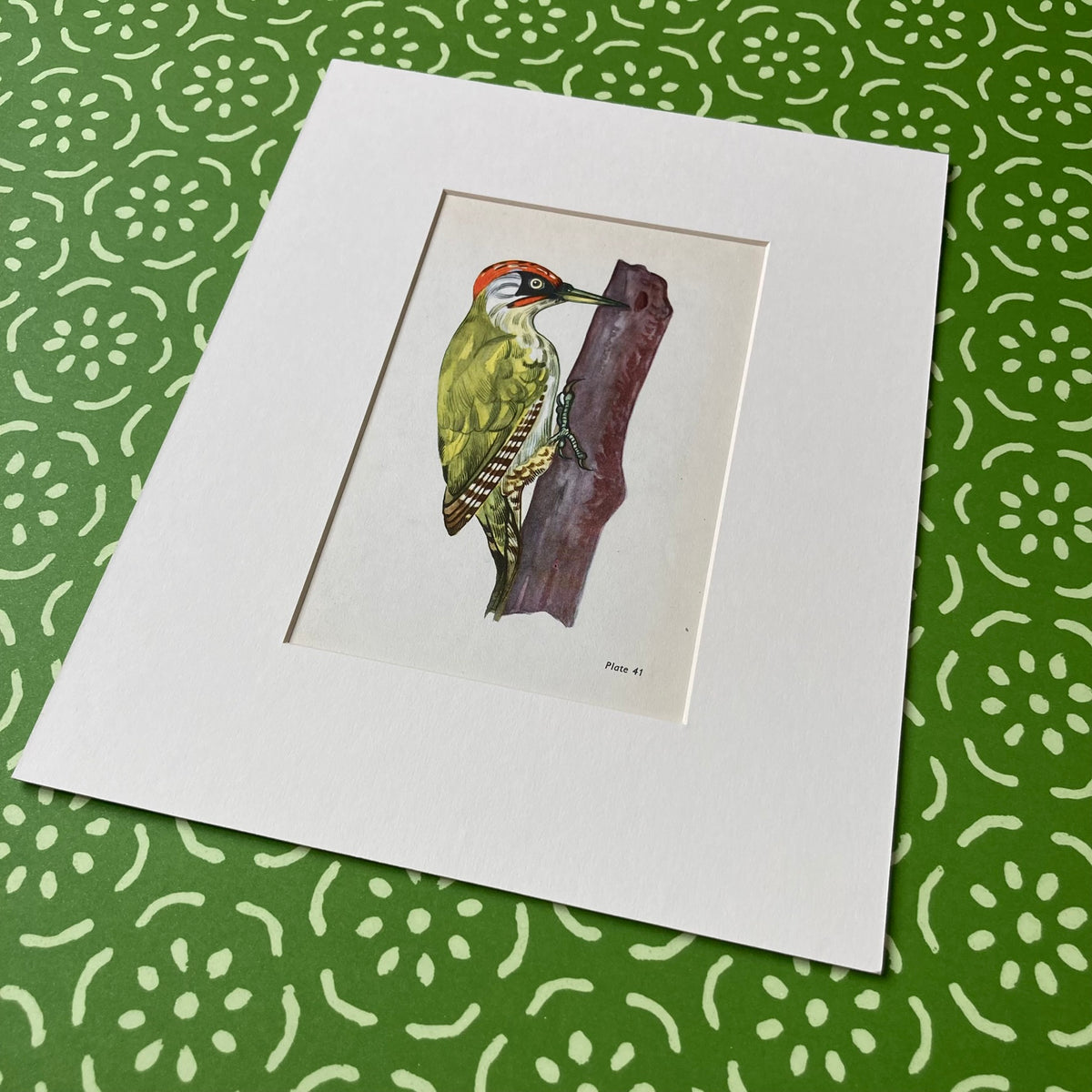 1960s Green Woodpecker Mounted Print ~ 8 x 10"