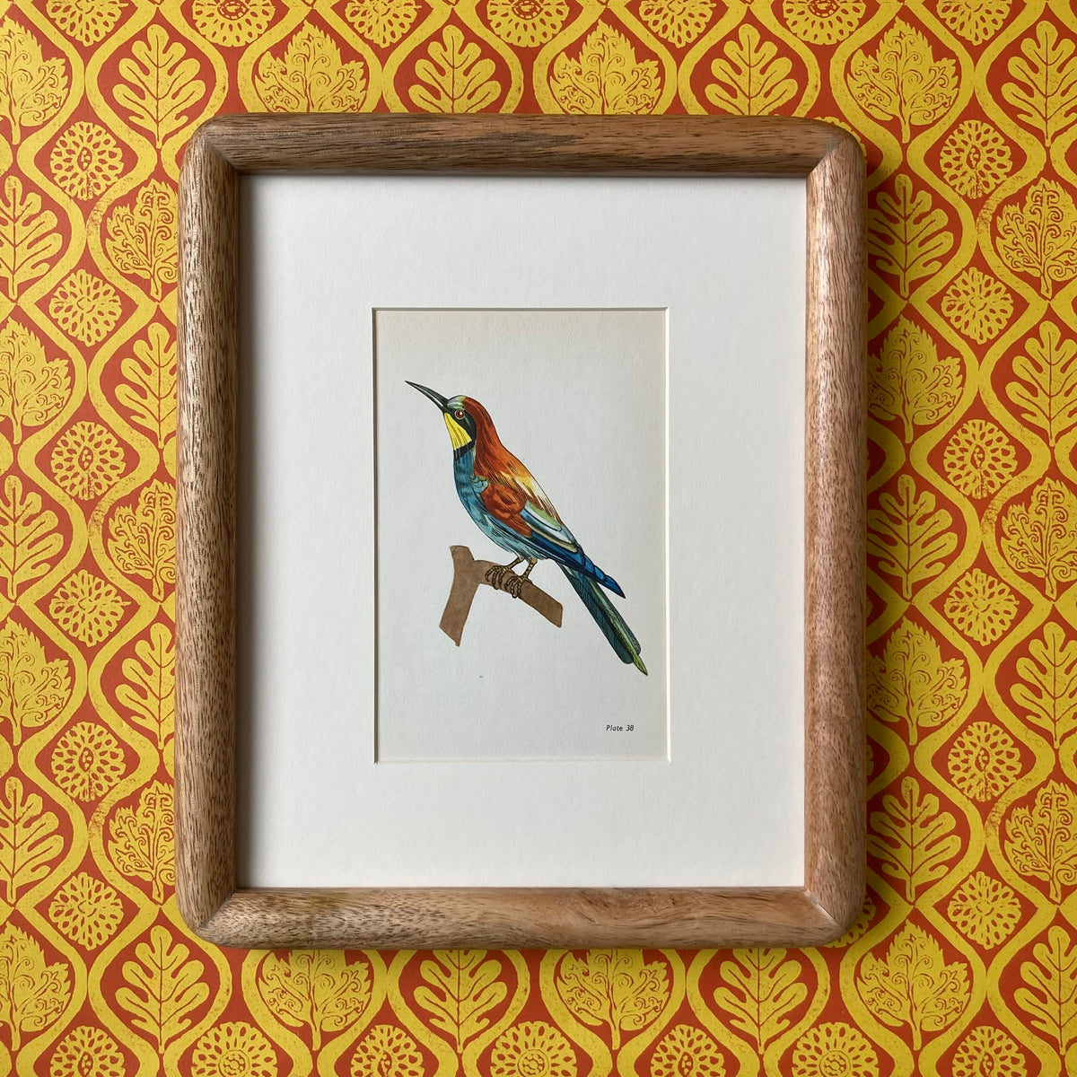 1960s Bee Eater Bird Mounted Print ~ 8 x 10"