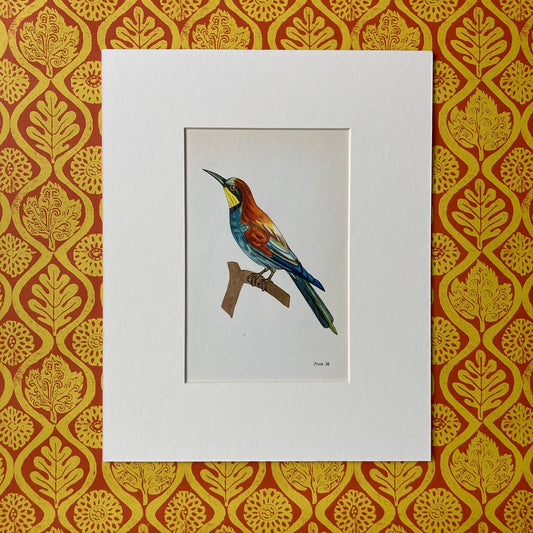1960s Bee Eater Bird Mounted Print ~ 8 x 10"